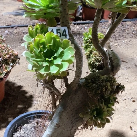 154碧螺春缀化偏远勿拍