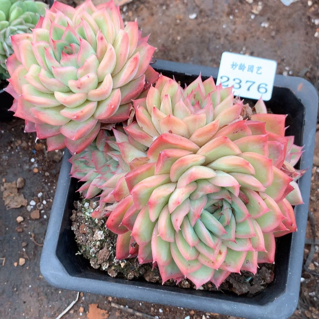 咖***辣2376杂交多肉植物基地