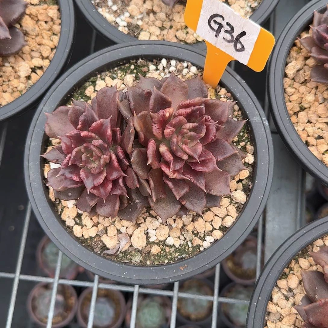 浅**凉G36黑饺子皮多肉