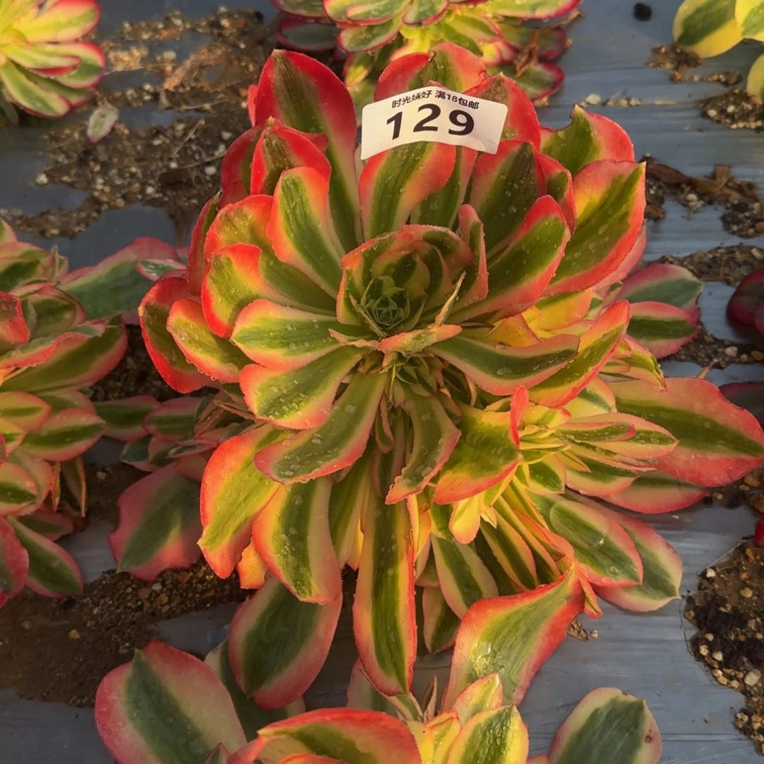 129女巫。多肉植物