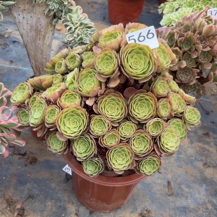 万圣节多肉植物不包损566