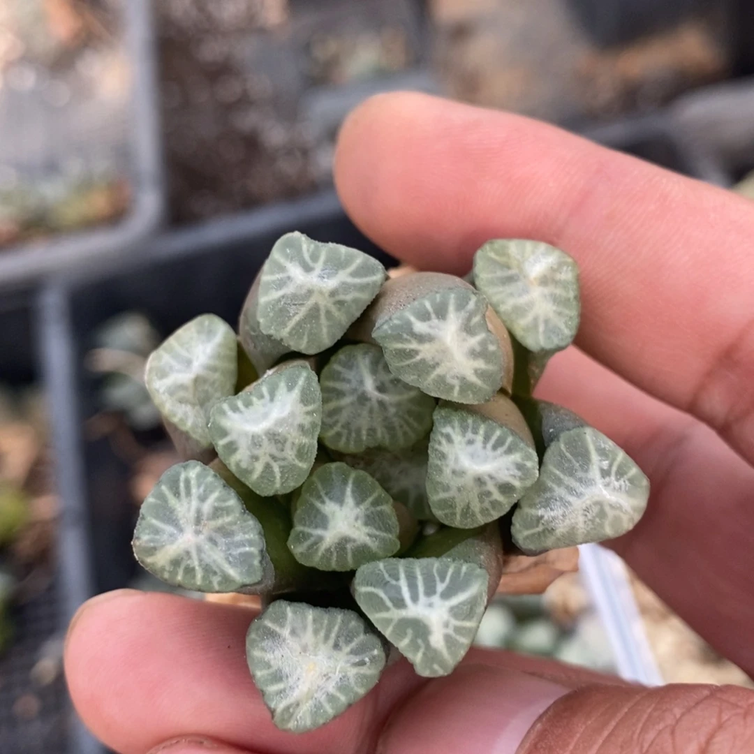 一颗优选实生牛叉万象 福利