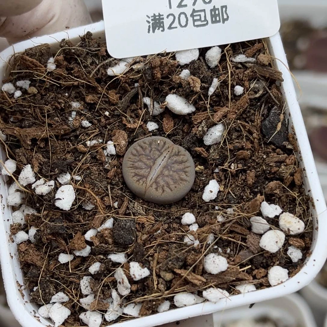 1290号一颗暗河生石花