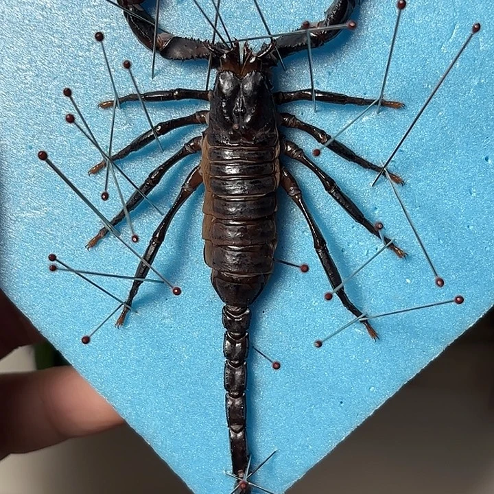 越南雨林蝎A1一只