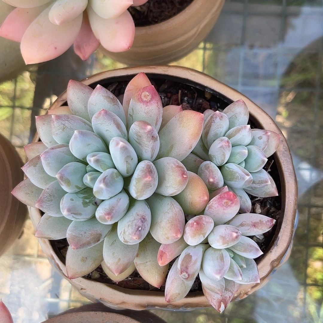 厚叶草。  1111111111