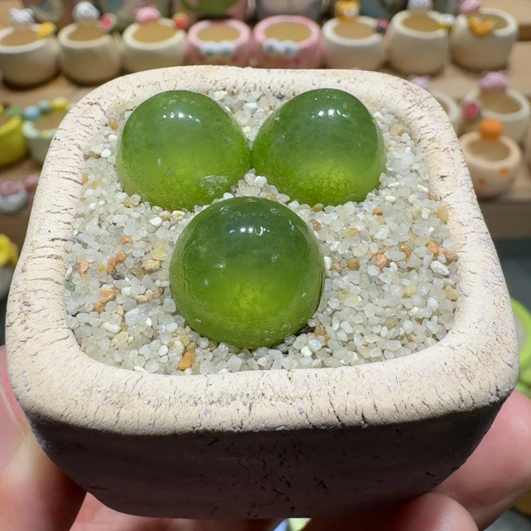 蘑菇1010灯泡多肉植物