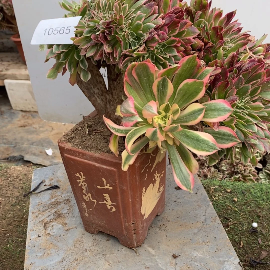 女神缀化1颗多肉10565