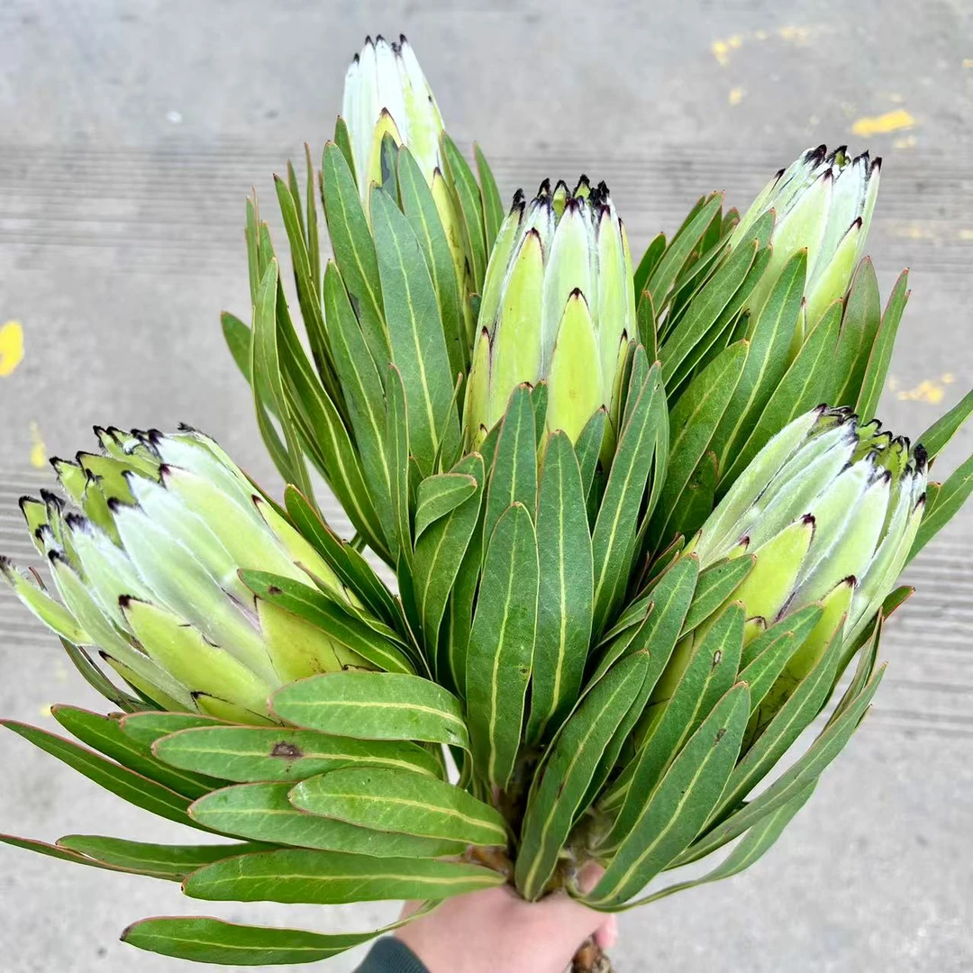 【思芹花卉|骄傲公主】高级小众公主花，可做干花顺丰包邮