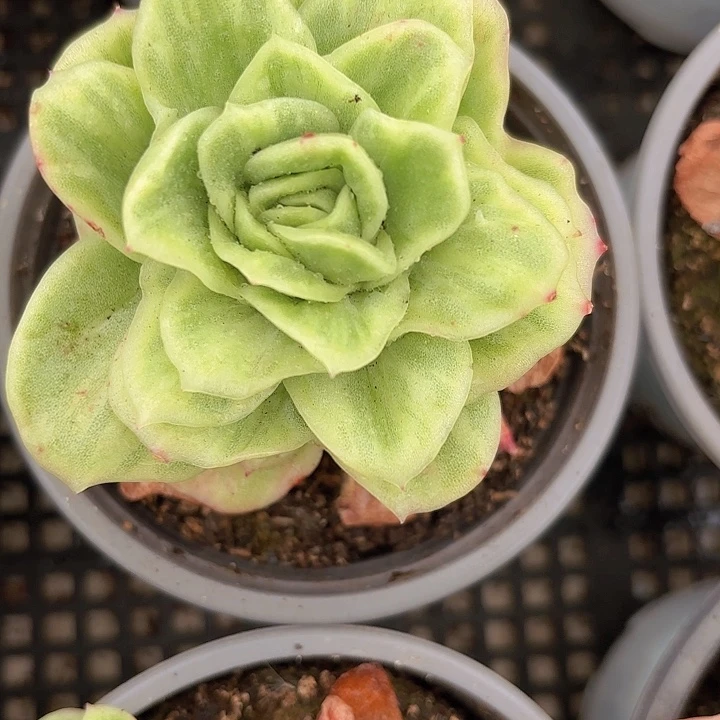 冰玫瑰锦三颗（拍满18包邮、两天凑单）