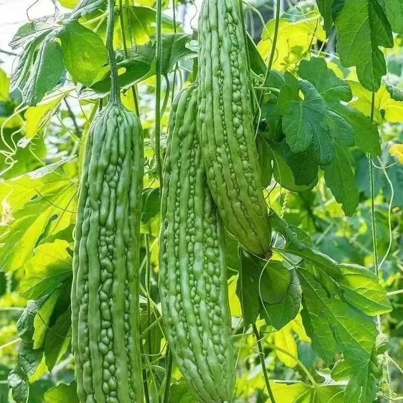 【苦瓜】云南苦瓜 云南凉瓜 凉瓜 新鲜蔬菜 现摘现发