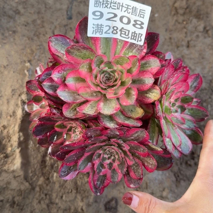 9208二号棚荔枝多肉B