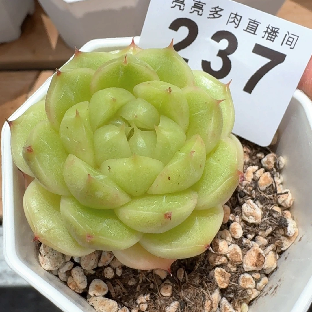 珍妮麦秆            精美多肉植物