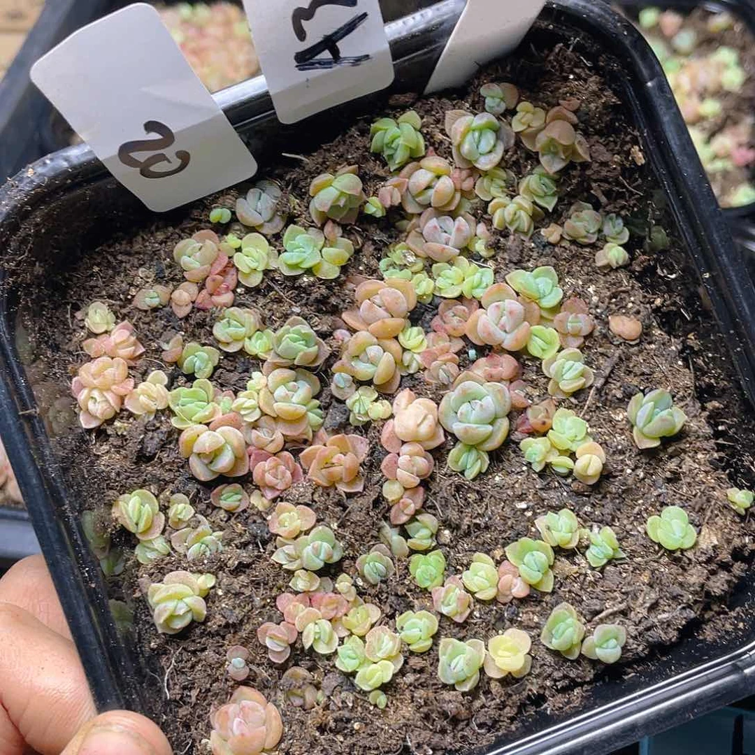 量拍多肉植物多肉植物20