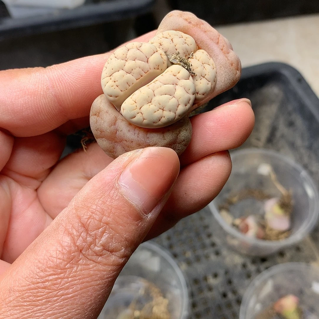 E339多肉植物保护研究所