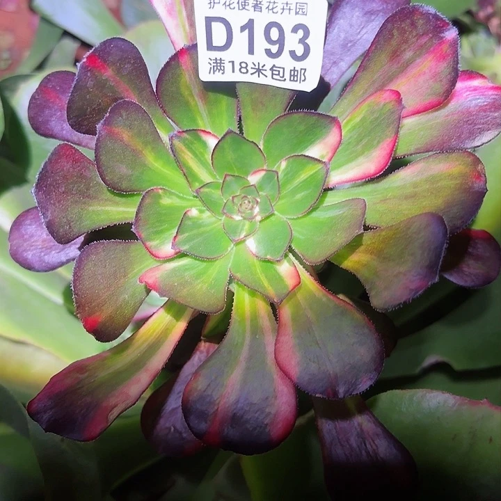 多肉法师花蝴蝶多