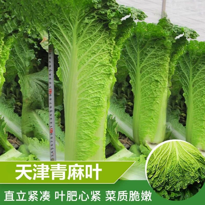 天津青麻叶大白菜种子四季蔬菜籽绍菜大白菜种孑鲜嫩