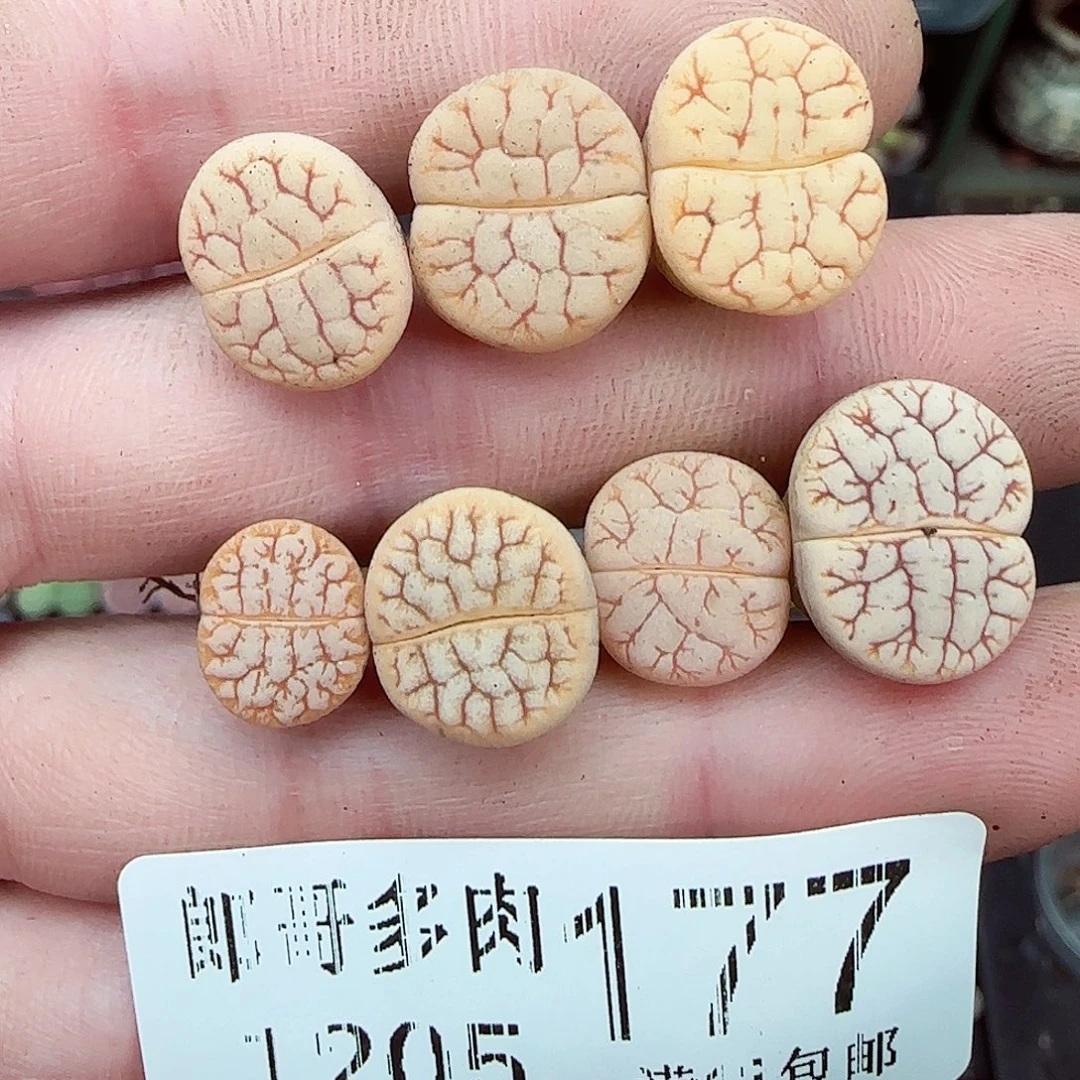 满满18包邮1205-177