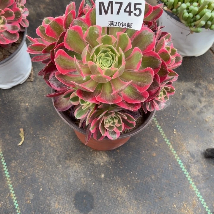 瑞妈多肉植物是745