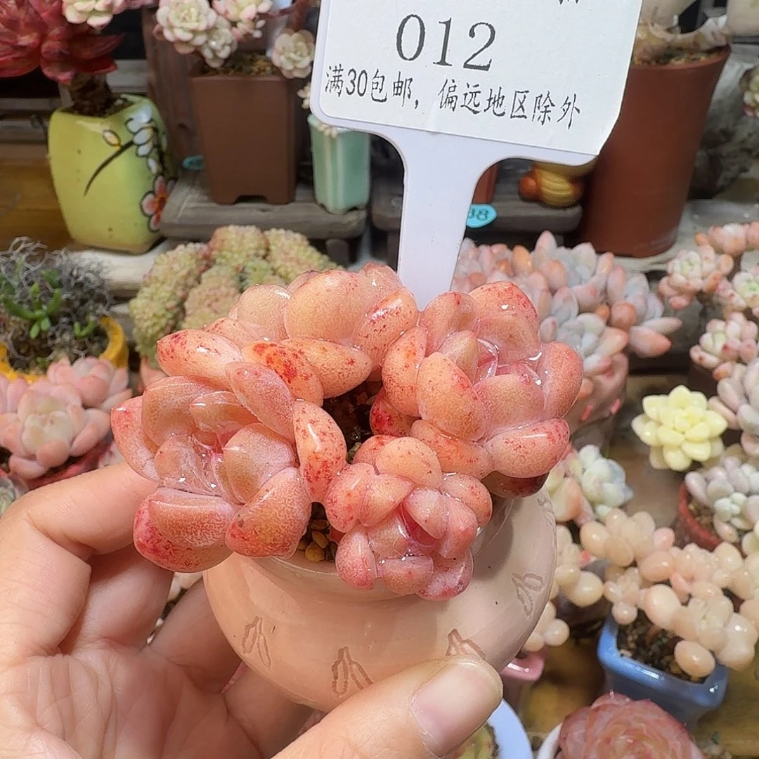 012多肉含盆土30元包邮非偏远