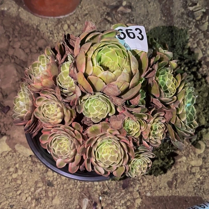 孔雀翎多肉植物不售后量拍一颗