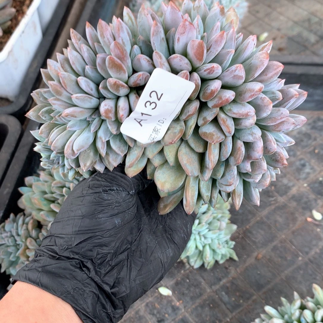 A132 瑕疵处理 售后范围：签收起7天内