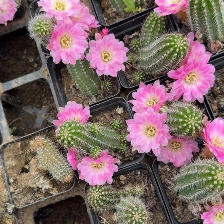 白檀仙人掌408单颗带跟