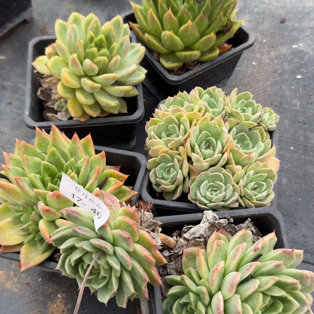 17-40麦秆混喝五颗量拍母本120盆