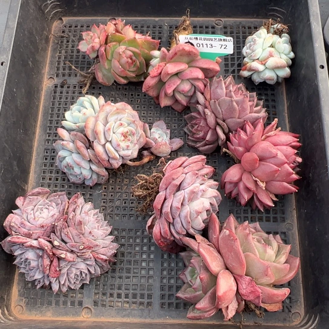 从前慢多肉精选编号0113.72