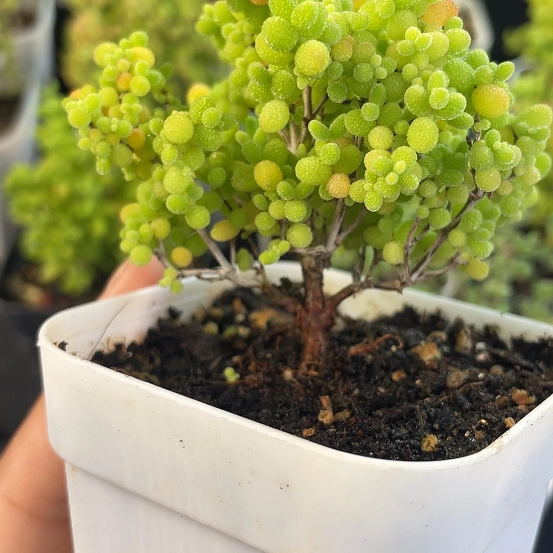 109蜜桔。