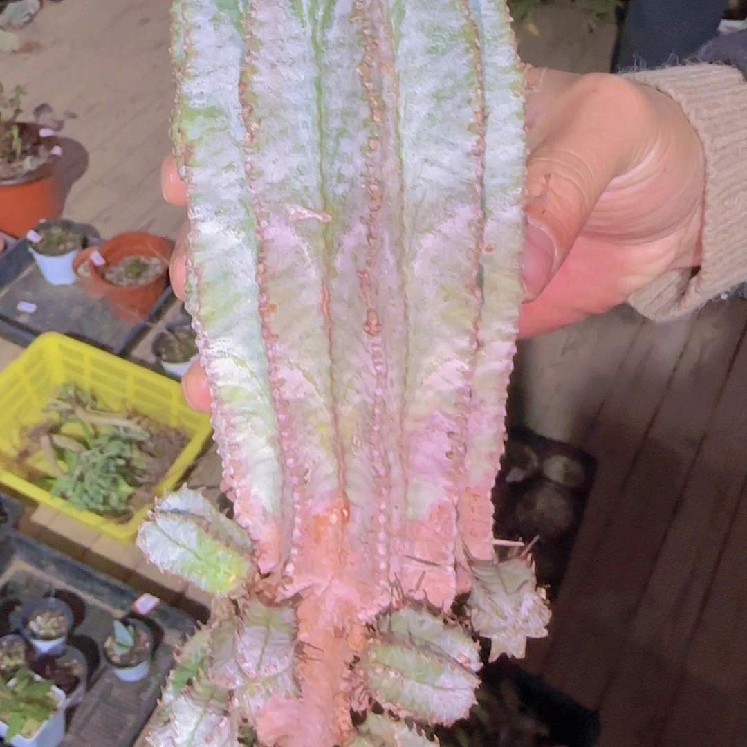 肉***辰块根植物块根植物