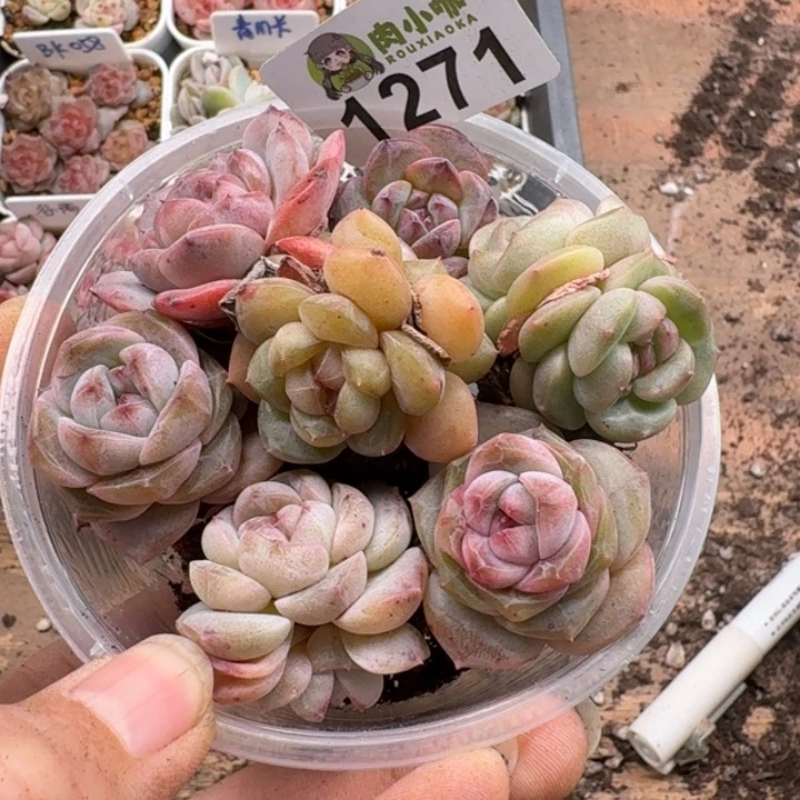 一**贝多肉植物多肉植物