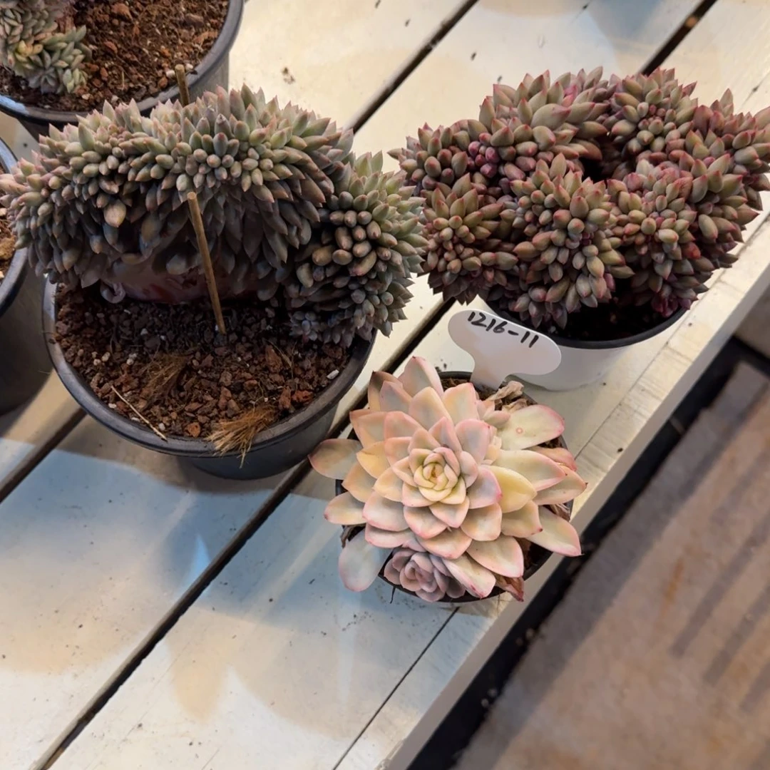 m***51216-11红蜻蜓缀两颗雪鸢锦一颗