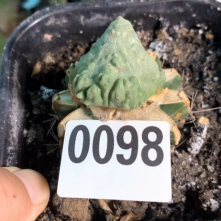 当前无花栽培后可以开花