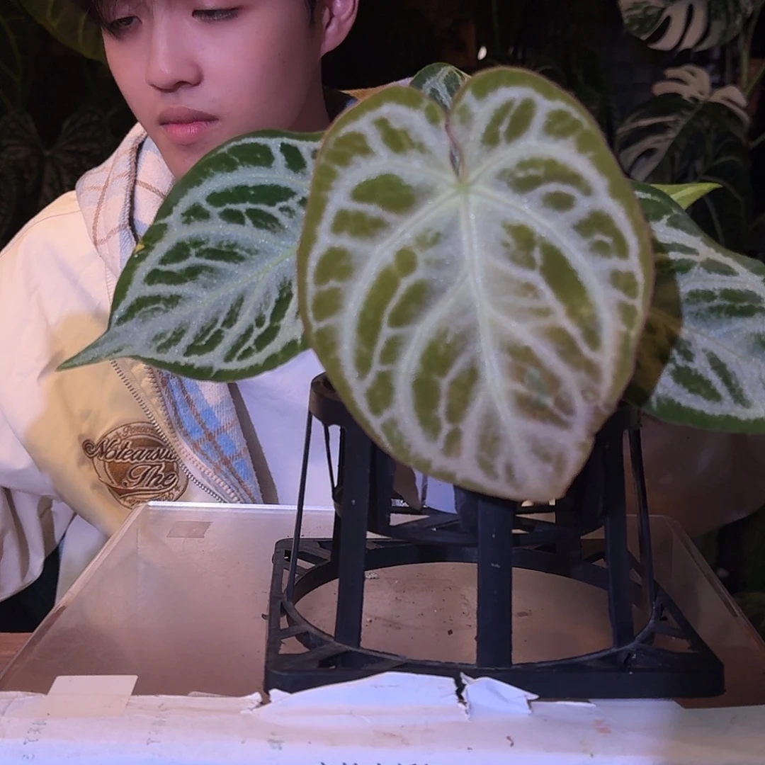 不开花植物W32闪耀杂黑色面纱叶损无售后