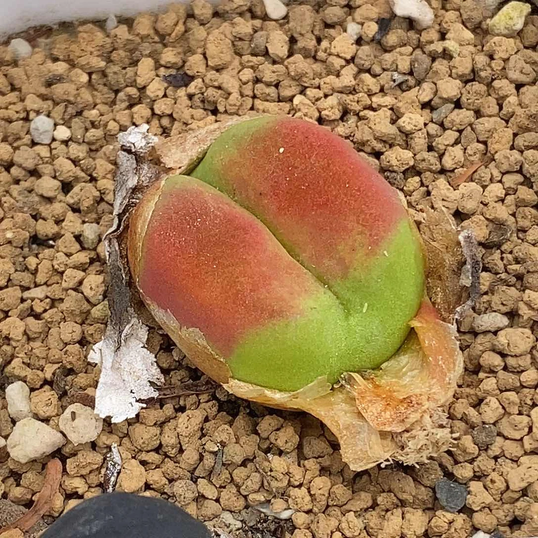 招****乐桃喜花园0615-4蟠桃