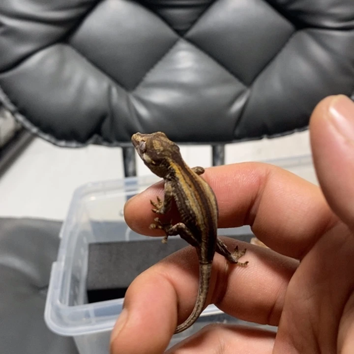 睫角守宫盖勾亚双红