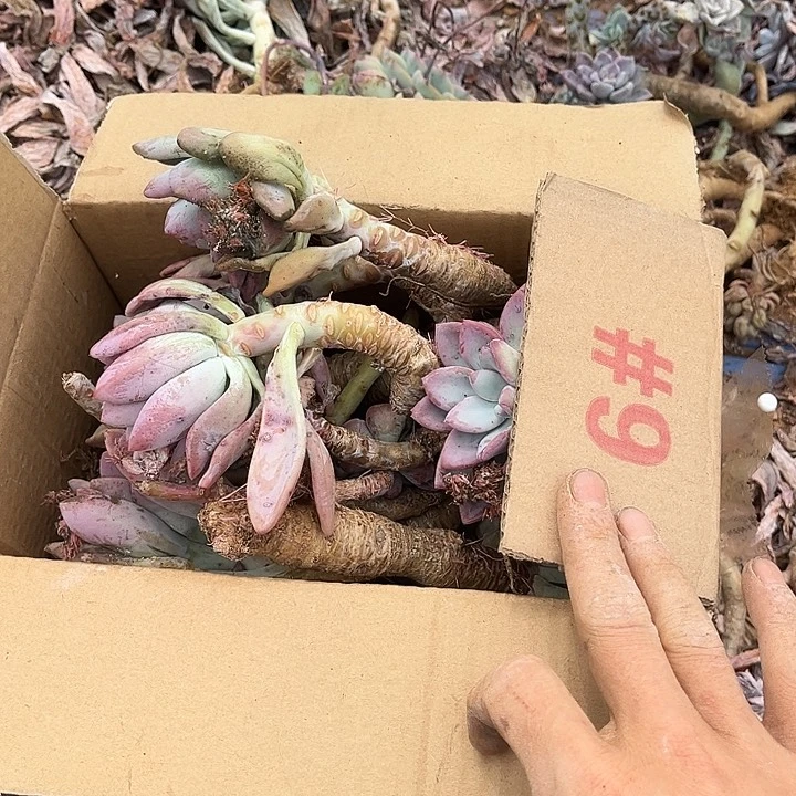 奥普6号有虫18.99多肉植物