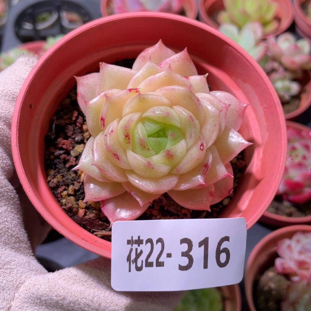 花利美22-316麦秆