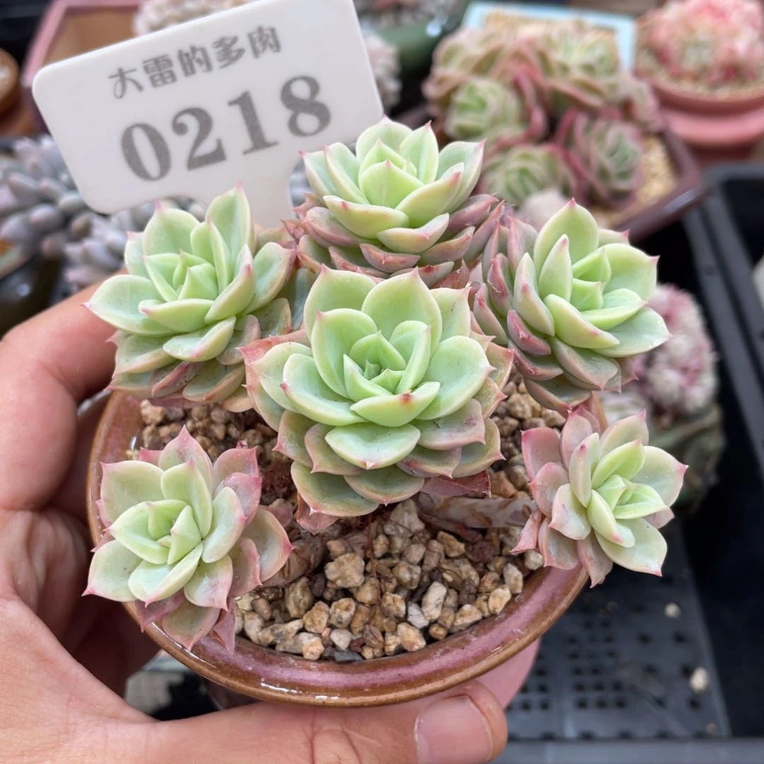 0218哈密瓜不带盆10厘米