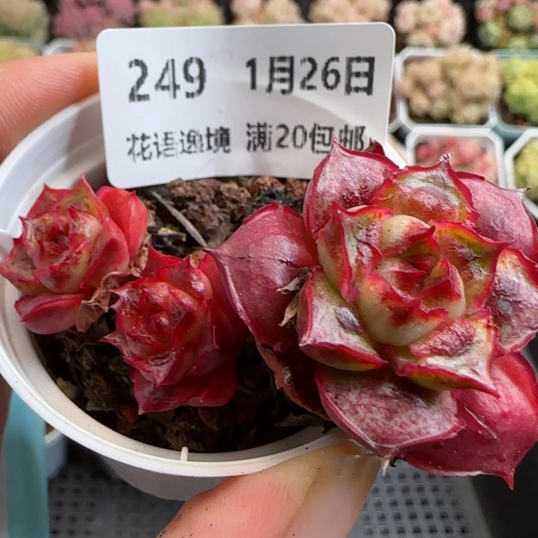 花语逸镜0126-249妖娆