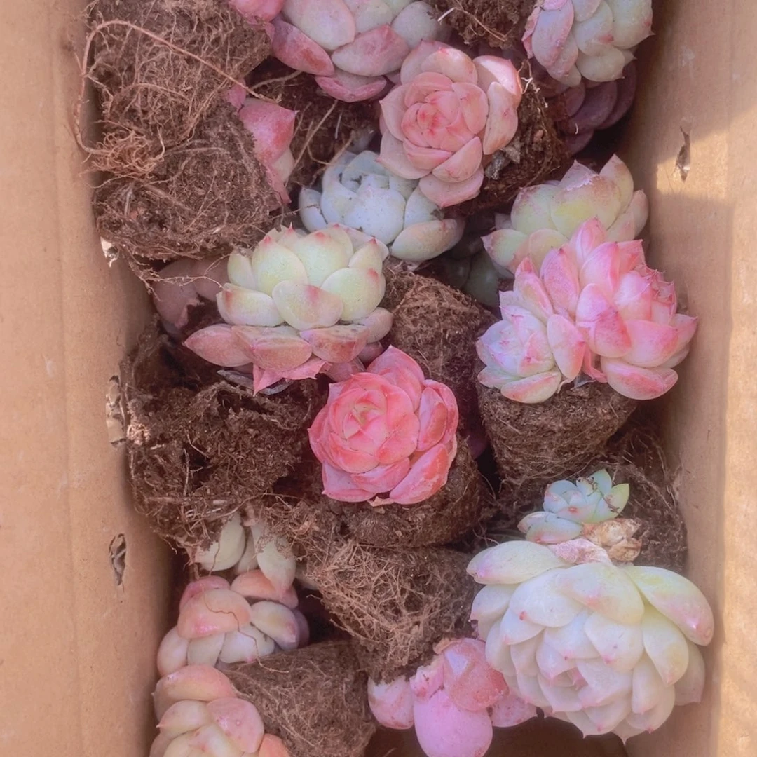 精品多肉植物保底30