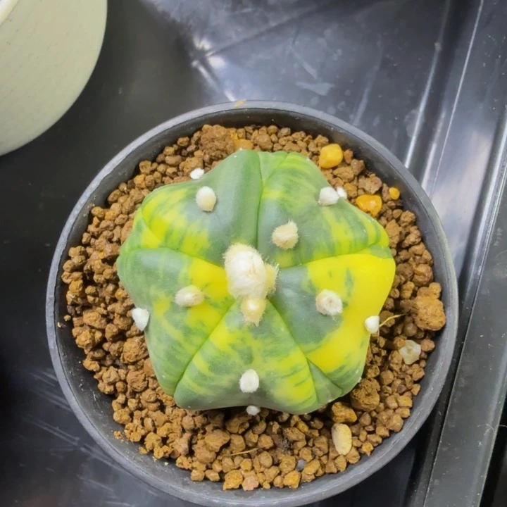 天林哥的展会捡漏