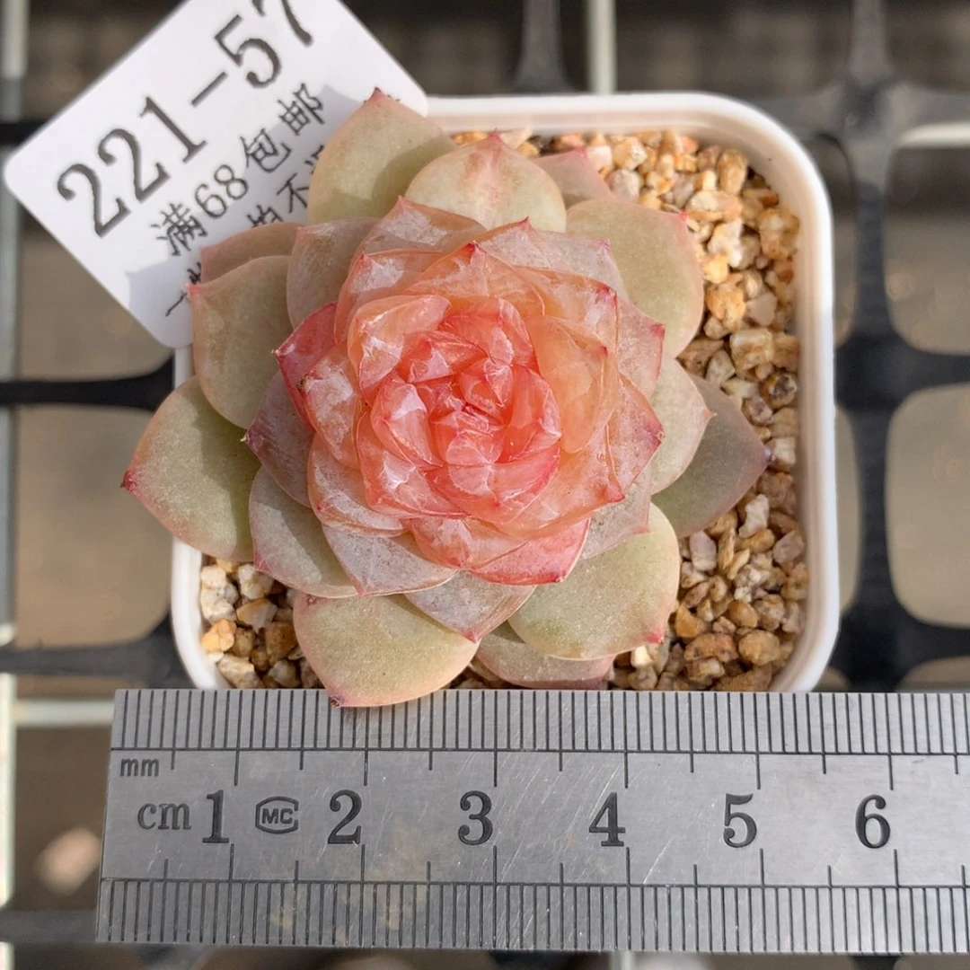 57。冰花。糖心多肉。