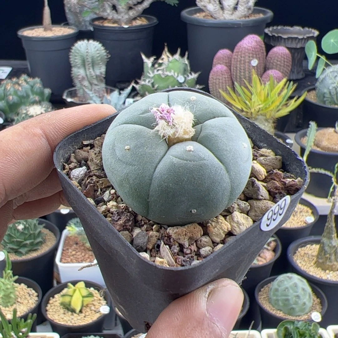 草球实生3.6一物一拍