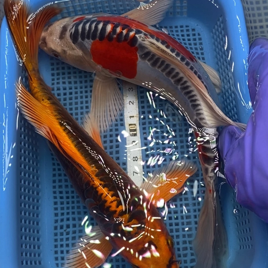 锦鲤冷水锦鲤包邮