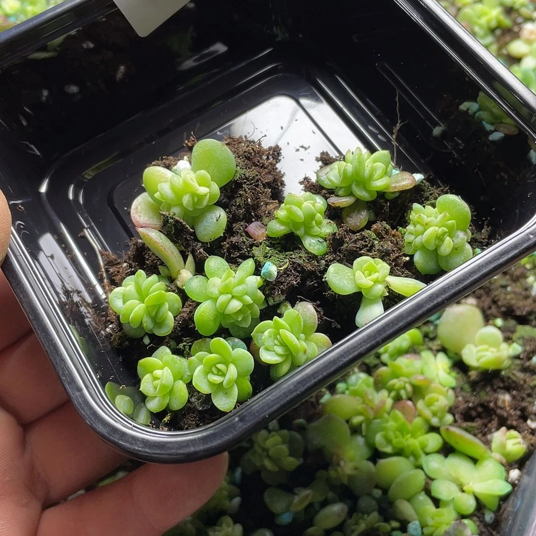 堇灯泡一物一拍339