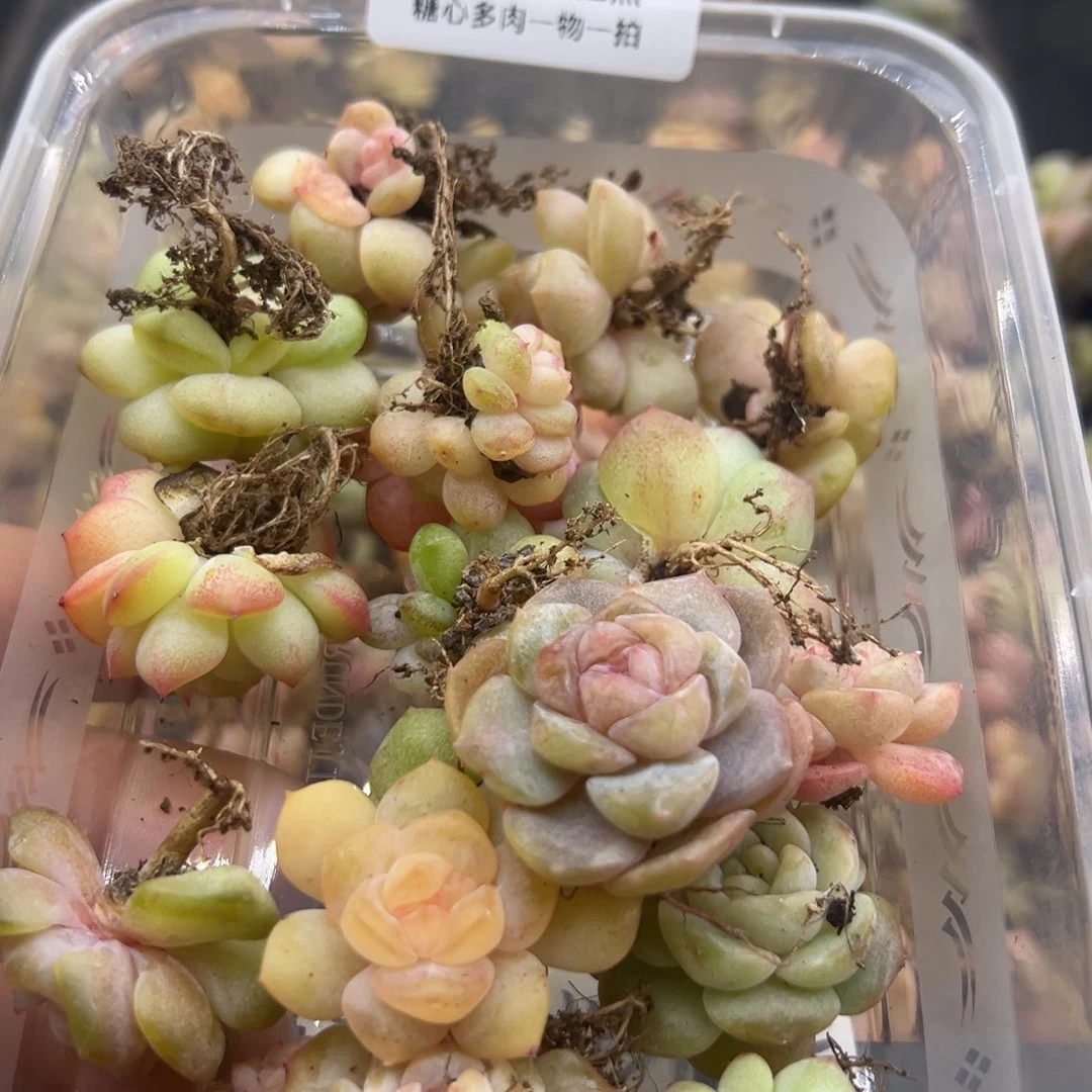 m***o糖心多肉一物一拍84