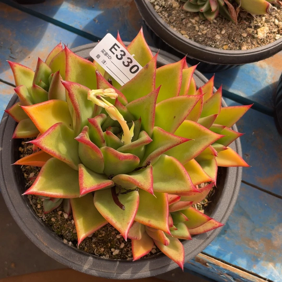 无花朵若如东云单拍E330