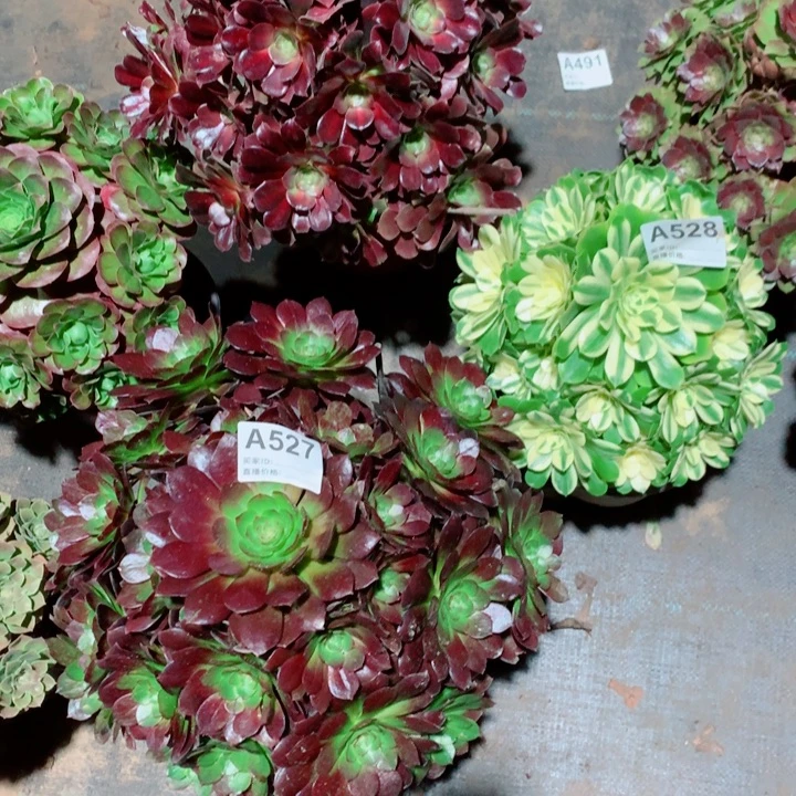 心***福花娜带断支➕赤炎链527➕新尼亚528