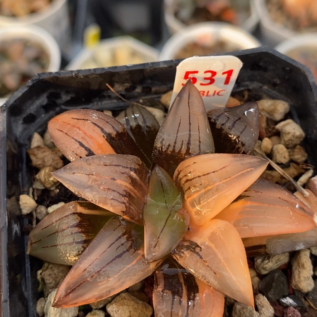 不开花植物531红纹